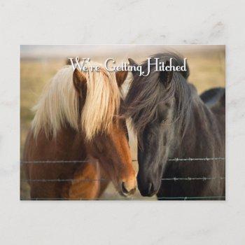 we're getting hitched (two horses) invitation postcard