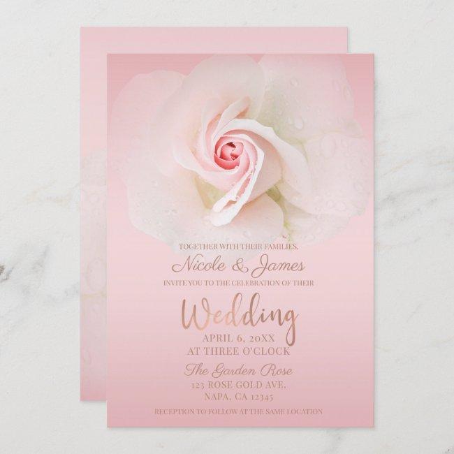 Beautiful Soft Pink Wet Rose Elegant Wedding