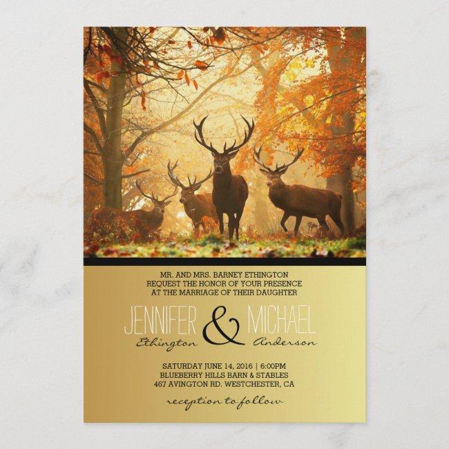 Deer In The Autumn Sun Rays /wedding