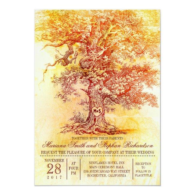 Fall Wedding  With Old Oak Tree